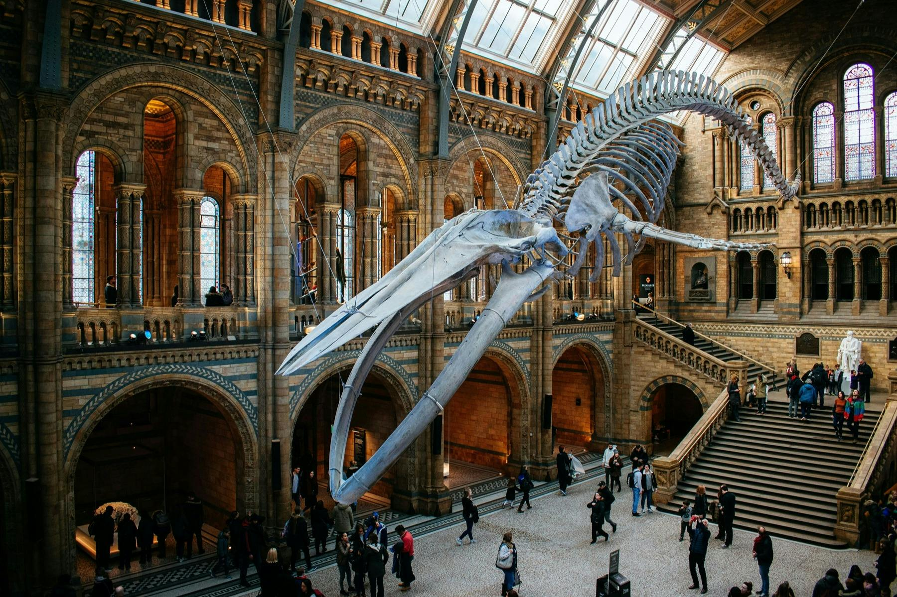Natural History Museum London: Reserved Entry + Guided Tour + Audio Guide - Photo 1 of 6
